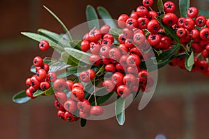 Pyracantha Saphyr Red