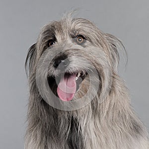 Close-up of Pyrenean Shepherd dog
