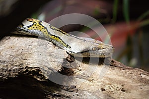 Close up of python snakes head