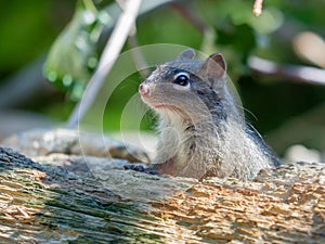 Close-up on PÃÂ¨re David`s rock squirrel sitting on the wooden branch