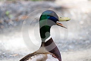 Close-up of a quacking duck