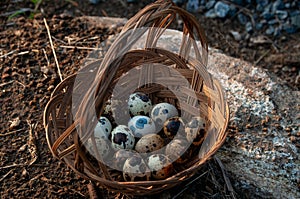 A close-up of quail eggs in a basket outside at sunset