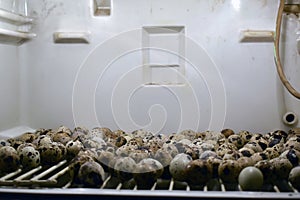 Close up of quail eggs in an incubator