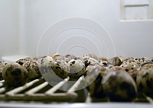 Close up of quail eggs in an incubator