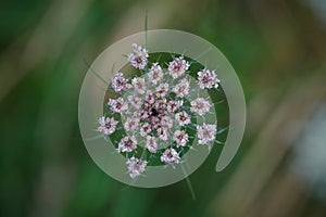 Close-up of Queen Anne`s Lace or wild carrot wildflower bloom Daucus carota in summer meadow. Top view with selective focus