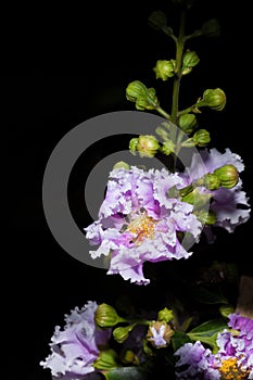 Close up of Queen's crape myrtle