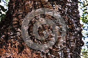 Close up of quercus suber, corkwood oak