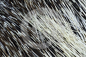 Close-up of the quills of a Porcupine photo