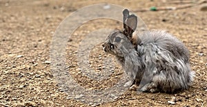 a close up of a rabbit on a dirt field floor