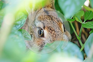 Close-up of a Rabbit Hiding in Green Foliage photo