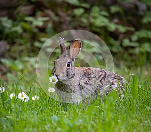 Close up Rabbit profile in his habitat natural with insect photo