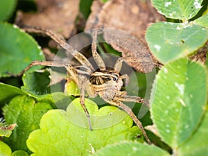 Close-up of a rabid wolf spider slowly crawling on a lush, leaf-covered plant