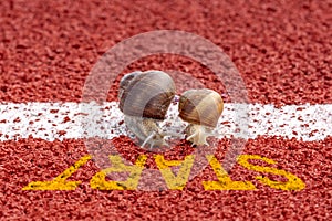 Close-up of racing snails on the start line