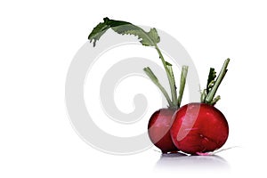 Close-up of raddish on white background