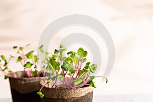 Close-up of a radish microgreen. Self-cultivation of micro-greenery at home. Growing seedlings. Organic farming,