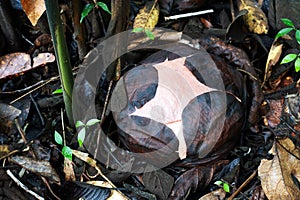 Close up of Rafflesia flower bud in the nature