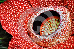 Close-up Rafflesia Keithii flower