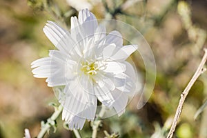 Close up of Rafinesquia neomexicana, also known as Desert Chicory, Plumeseed or New Mexico Plumeseed; Anza Borrego Desert State photo