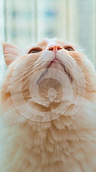 Close-up of ragdoll cat Portrait