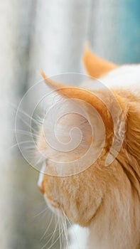 Close-up of ragdoll cat`s head, Beautiful ears