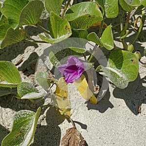 A close up Railroad Vine, Ipomoea brasiliensis which covers the small low lying dunes along the Padre Island .