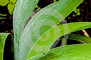 Close up of Rain Covered Bearded Iris Leaves