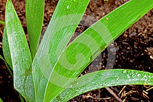 Close up of Rain Covered Bearded Iris Leaves