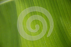 Close-up Rain drops on banana leaf in sunlight