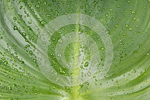 Close-up rain drops on green leaf, water and nature background