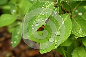 Close raindrops green leaves