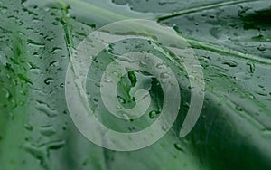Close up Rain drops on Green Tree leaves. Water Raindrops on green plants leaf. Abstract texture pattern. Nature background.