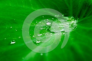 Close up Rain drops on Green Tree leaves. Water Raindrops on green plants leaf. Abstract texture pattern. Nature background.