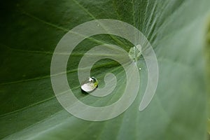Close up Rain drops on lotus leaf