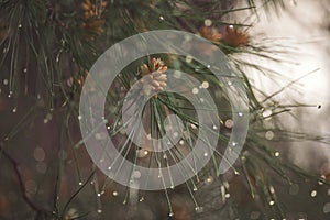 Close-up of rain drops on a pine tree branch. Blurred background. Moody atmosphere of a rainy day