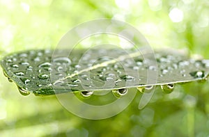 Close up rain water drop on tree leaf in green background