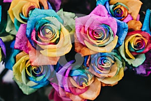 Close up of rainbow coloured roses