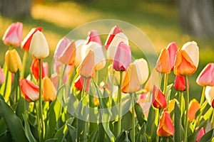 A close-up of a rainbow garden of tulips.