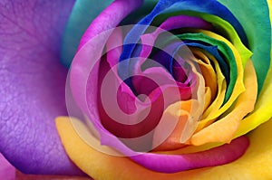 Close up of rainbow rose heart