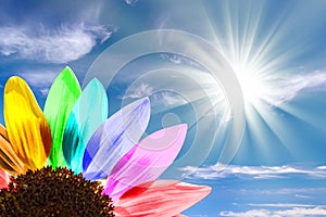 Close up of a rainbow sunflower