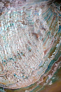 close up rainbow texture of an abalone shell