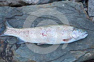 Close up of rainbow trout