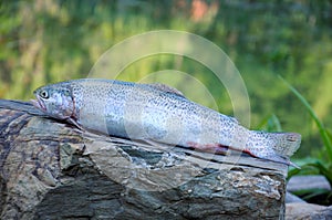 Close up of rainbow trout