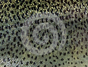 Close-up of rainbow trout scales