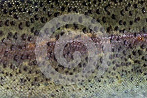 Close-up of rainbow trout scales