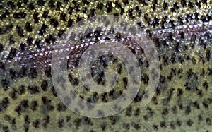 Close-up of rainbow trout scales, on white