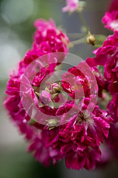 close-up of raindrop-covered pink roses..