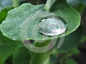 Close-up of raindrop on green leaf