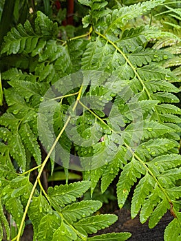 close up of raindrop and green leaves