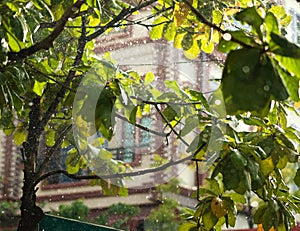 CLOSE-UP OF RAINDROPS AND BLURRY LEAVES