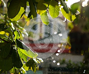 CLOSE-UP OF RAINDROPS AND BLURRY LEAVES